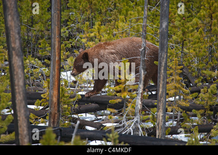 Cinnamon Colored American Black Bear Stock Photo