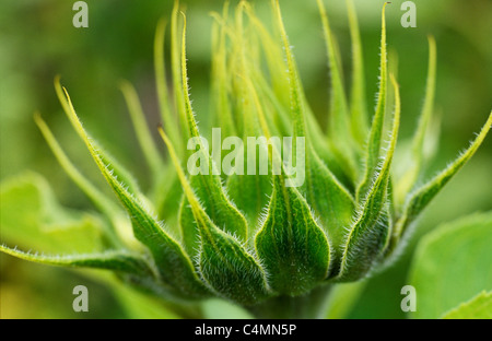 Close up of backlit hairy and spiky green half-open flowerhead of Sunflower or Helianthus annuus before yellow petals appear Stock Photo