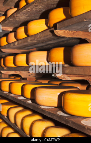 Viele runde Käse lagern im Regal | Many round cheese store on the shelf Stock Photo