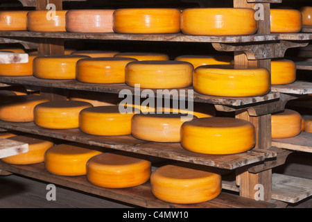 Viele runde Käse lagern im Regal | Many round cheese store on the shelf Stock Photo