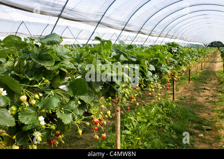 Strawberries growing in a fruit tunnel in Gloucestershire, England, United Kingdom Stock Photo