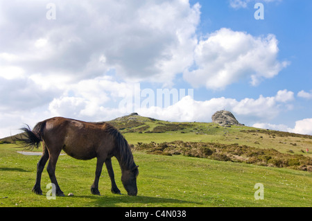 Horizontal wide angle view of a purebred Dartmoor pony grazing close to Haytor Rocks on Dartmoor National Park on a summer's day Stock Photo