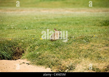 Horizontal close up view of a wild European rabbit (Oryctolagus cuniculus) outside it's burrow on a sunny day. Stock Photo