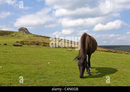 Horizontal wide angle view of a purebred Dartmoor pony grazing close to Haytor Rocks on Dartmoor National Park on a summer's day Stock Photo