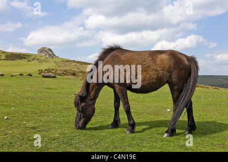 Horizontal wide angle view of a purebred Dartmoor pony grazing close to Haytor Rocks on Dartmoor National Park on a summer's day Stock Photo