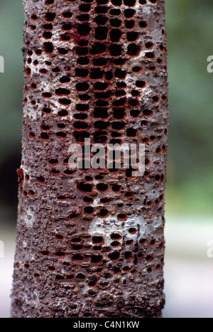 Woodpecker Tree Damage - Small Holes drilled in Tree Trunk and Bark by Yellow-Bellied Sapsucker (Sphyrapicus varius) Bird Stock Photo