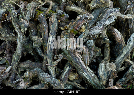 Old pruned vine stalks in wine region of Bordeaux, France Stock Photo