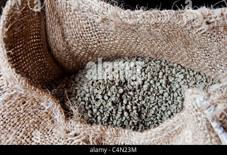 Raw Guatemalan Arabica coffee beans awaiting roasting in Antigua Stock Photo