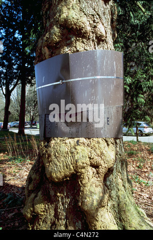 Banding on Trees to prevent Raccoons from climbing Tree to steal Bird