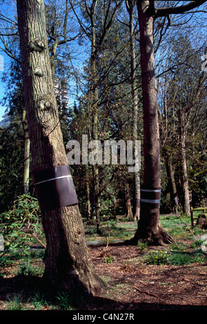 Banding on Tree to prevent Raccoons from climbing Trees to steal Bird ...