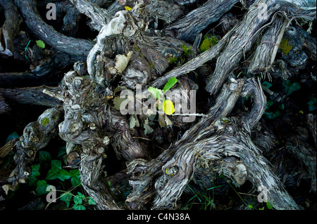 Old pruned vine stalks in wine region of Bordeaux, France Stock Photo