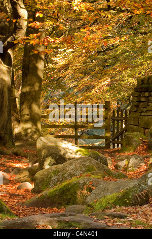 An enchanted woodland gate at the end of a dry stone wall in the Derbyshire peak District. Stock Photo