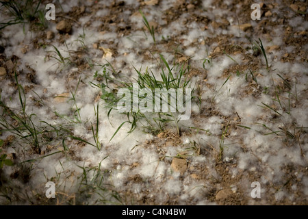 White black poplar seeds, looking like snow, cover a track in the French Way  of St James Way, El Bierzo, Castilla y Leon, Spain Stock Photo