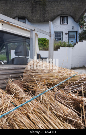 Master thatcher repairing thatched roof of cottage in Coverack, Cornwall (UK) Stock Photo