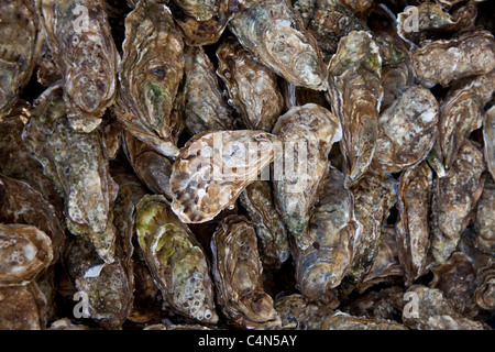 Freshly-caught live oysters, fin de claires, on sale at food market at La Reole in Bordeaux region of France Stock Photo