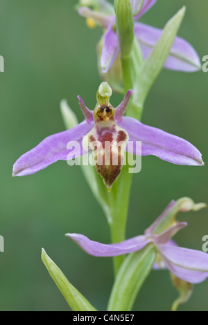 Wasp Orchid (Ophrys apifera var. trolii) found on National Trust nature reserve at Collard Hill, Somerset Stock Photo