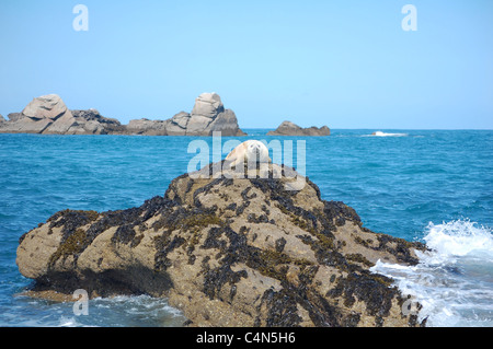 atlantic grey seal pup on rock in scilly isles Stock Photo
