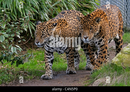 Pair of strolling jaguars Stock Photo