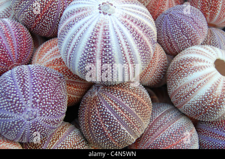 close up of sea urchin tests Stock Photo