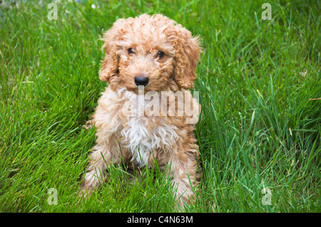 An adorable 11-week old apricot colored labradoodle puppy sits alone on the grass. Stock Photo