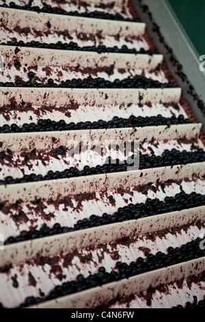 Fresh-picked Merlot grapes on conveyor ready for storing at Chateau Petrus, Pomerol in the Bordeaux wine region of France Stock Photo