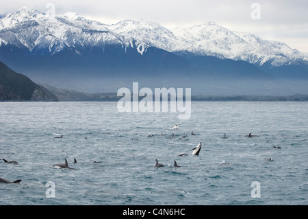 Dusky dolphin ( Lagenorhynchus obscurus) Kaikoura, New Zealand Stock Photo
