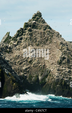 Little Skellig Island, Major colony for Northern Gannets (Sula bassana) County Kerry, Ireland Stock Photo