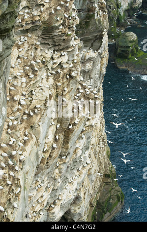 Northern Gannets (Sula bassana) Breeding Colony, Isle of Noss National Nature Reserve, Shetland Islands, UK Stock Photo