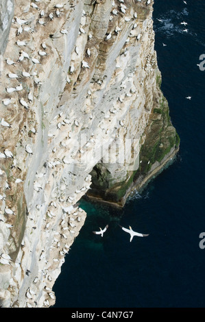 Northern Gannets (Sula bassana) Breeding Colony, Isle of Noss National Nature Reserve, Shetland Islands, Scotland Stock Photo