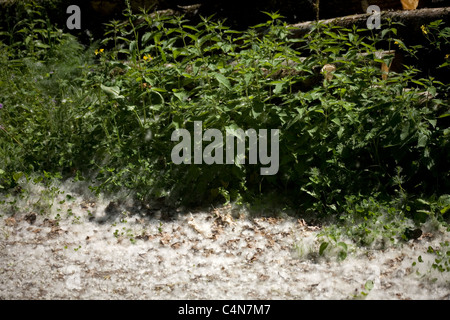 White black poplar seeds, looking like snow, cover the ground of a track in the French Way of the Way of Saint James, Spain Stock Photo