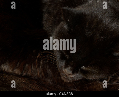 Black Cat Curled Up Asleep Stock Photo