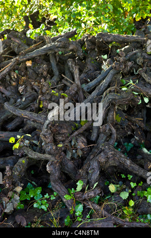 Stumps of old pruned vine stalks in wine region of Bordeaux, France Stock Photo