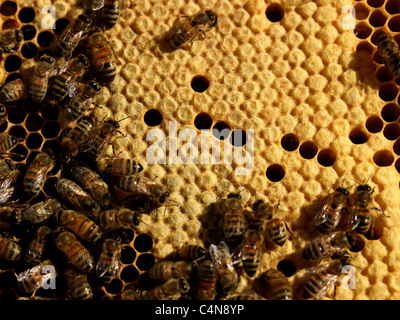 Sealed brood of Honey bees in the apiary of beekeeper in the hive Nurse