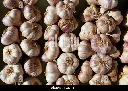 Garlic plaits, violet, on sale at food market in Bordeaux region of France Stock Photo