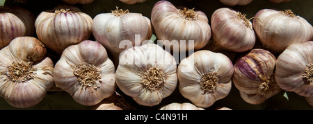 Garlic plaits, violet, on sale at food market in Bordeaux region of France Stock Photo