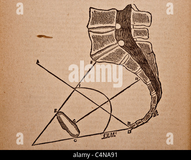 Antique medical illustration of a pelvic bone Stock Photo