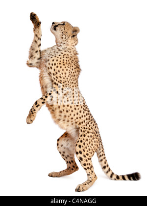 Cheetah, Acinonyx jubatus, 18 months old, standing up and reaching in front of white background Stock Photo