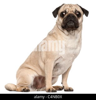 Pug, 3 years old, sitting in front of white background Stock Photo