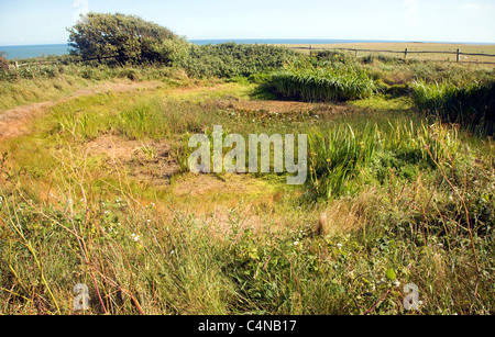 Dried up dew pond on chalk rock of Seaford Head, East Sussex, England Stock Photo