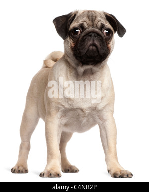 Pug puppy, 3 months old, standing in front of white background Stock Photo