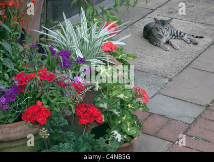 Siamese cat resting on garden patio Stock Photo