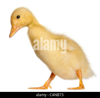 Duckling, 1 week old, walking in front of white background Stock Photo