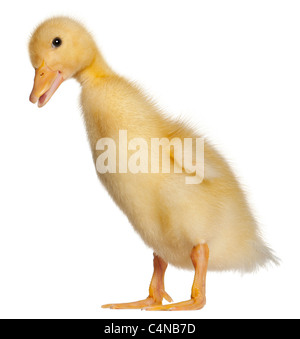 Duckling, 1 week old, standing in front of white background Stock Photo