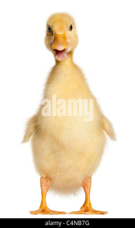 Duckling, 1 week old, standing in front of white background Stock Photo
