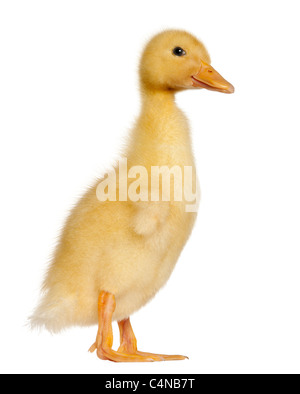 Duckling, 1 week old, standing in front of white background Stock Photo