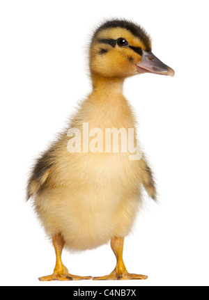 Duckling, 1 week old, standing in front of white background Stock Photo