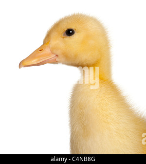 Close-up of Duckling, 1 week old, in front of white background Stock Photo