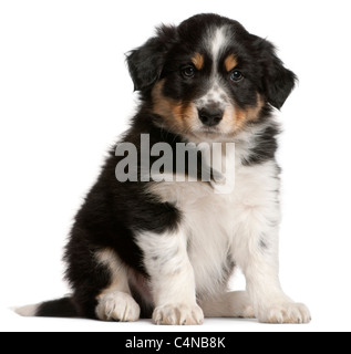 Border Collie puppy, 6 weeks old, sitting in front of white background Stock Photo