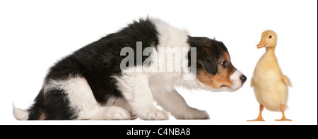 Border Collie puppy, 6 weeks old, playing with a duckling, 1 week old, in front of white background Stock Photo