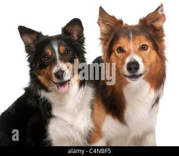 Border Collie Male Dog and Female Tortoiseshell Persian Domestic Cat ...